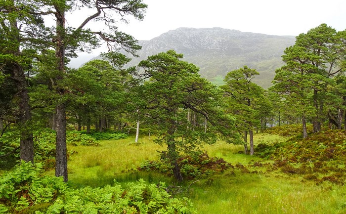 Forest and Mountains in Achagate, Scotland