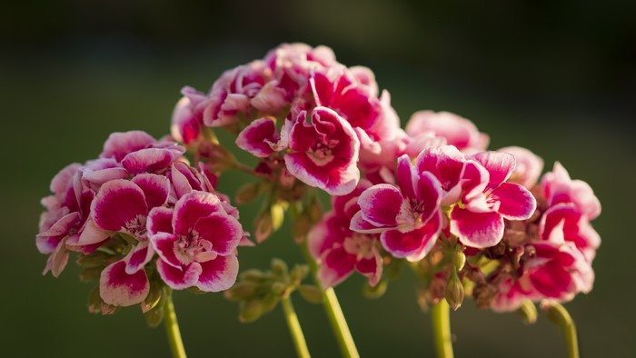 Pink and white geranium flowers