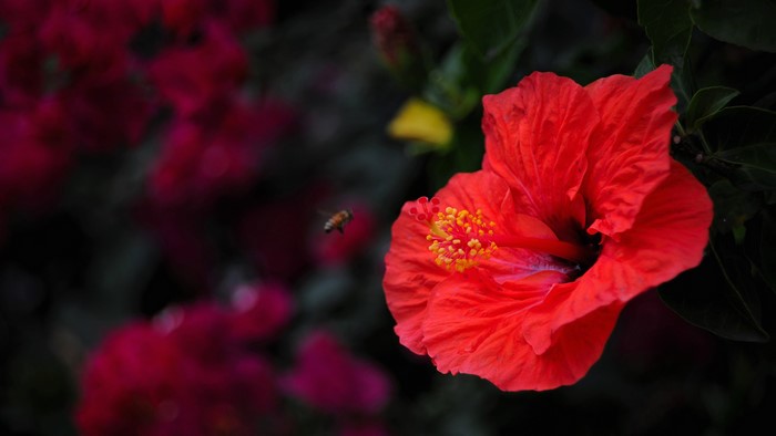 Red Hibiscus flower with a bee