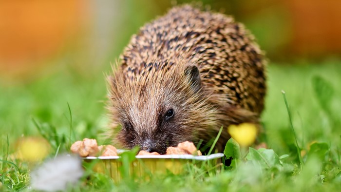 Hedgehog eating from a dish in grass