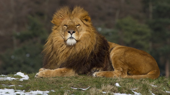 Lion resting on grassy hill with snow patches