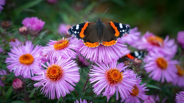 4K Vanessa atalanta Butterfly on Purple Flowers
