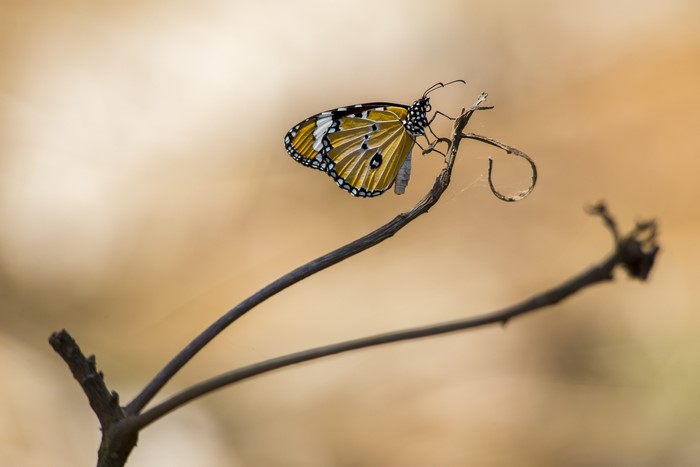 Monarch butterfly on a branch