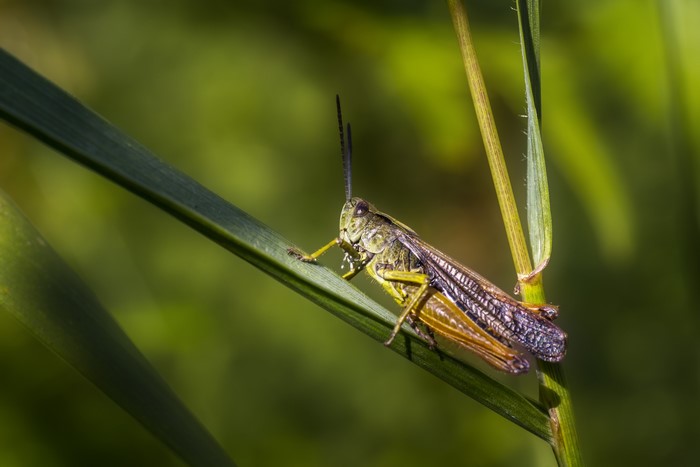 Grasshopper on a blade of grass