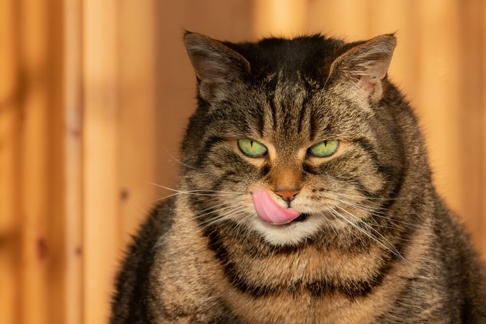 Tabby cat with green eyes licking its nose