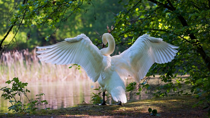 4K Swan with Wings Spread