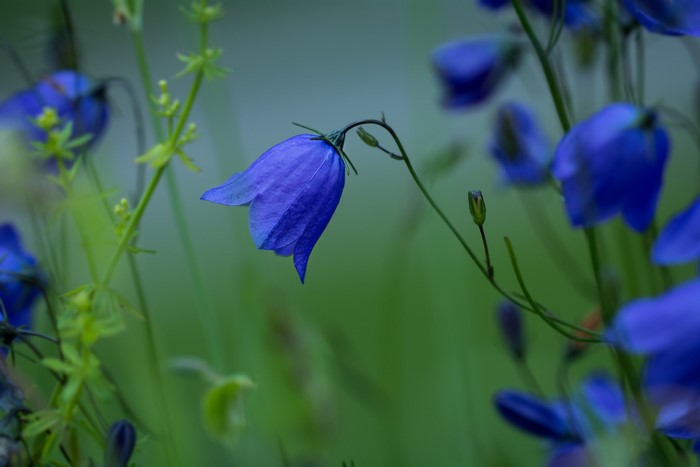 Blue bellflowers in a field