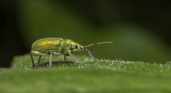 Green beetle on a leaf