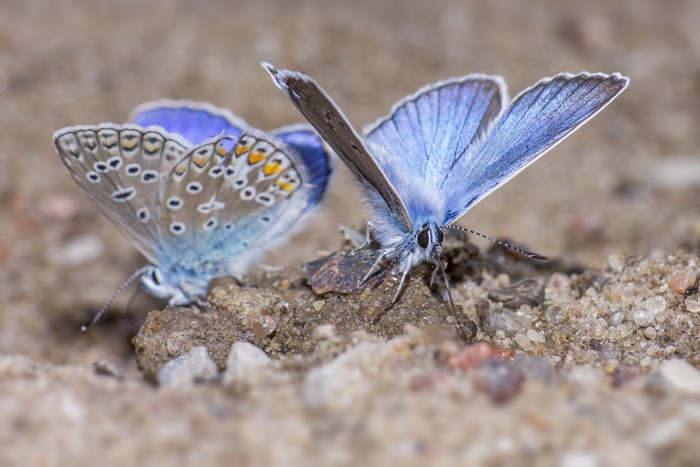 Two Silver-studded blue butterflies on the ground