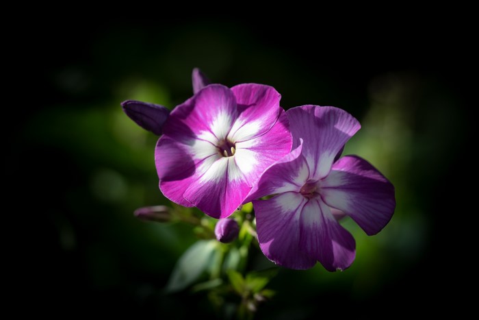 Two purple and white phlox flowers