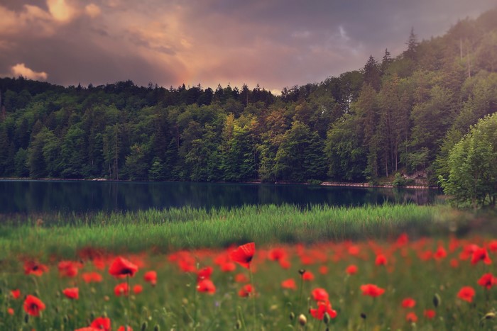 Field of Poppies by a Forested Lake