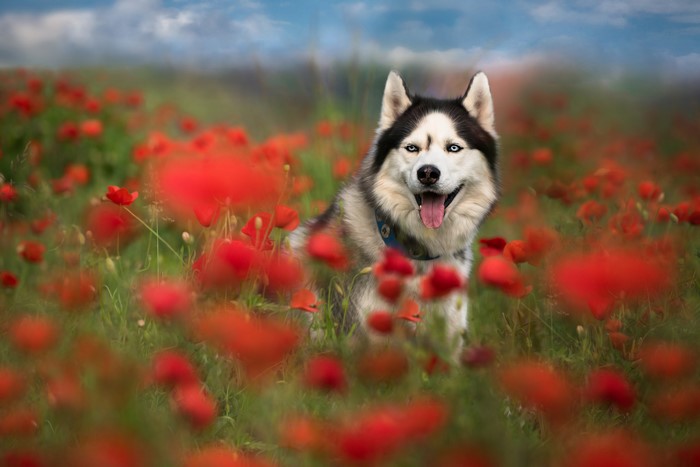 Husky dog in a field of poppies