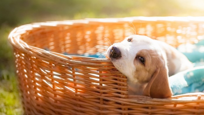 Beagle puppy resting in a wicker basket