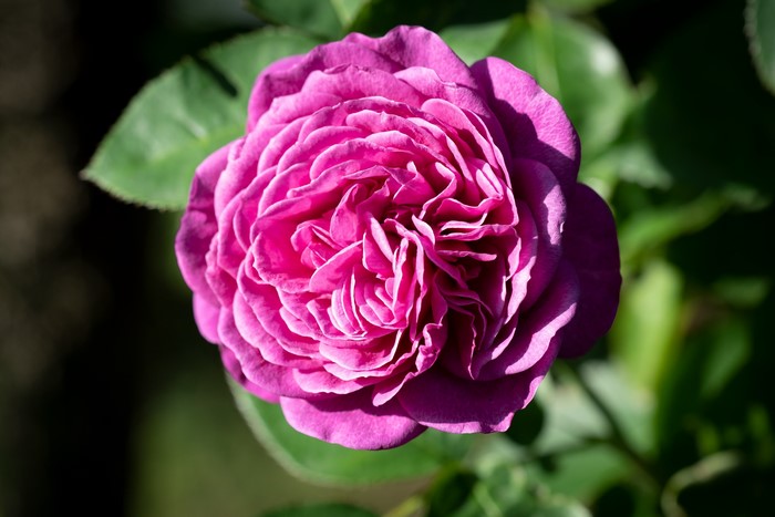 Close-up of a vibrant pink rose in bloom