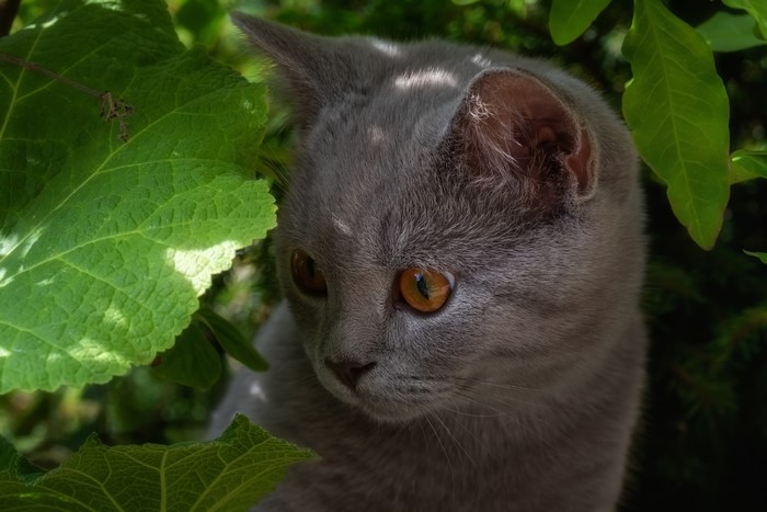 Grey cat with orange eyes peeking through green leaves
