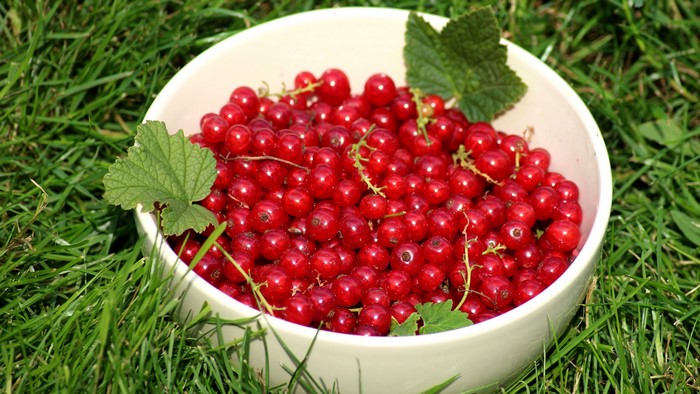 Bowl of Red Currants with Leaves