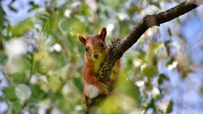Squirrel on a tree branch with bokeh