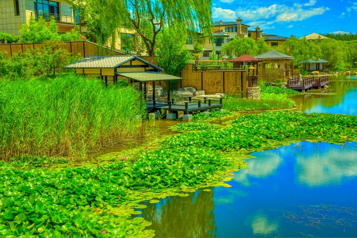 Zen Garden with Water Lilies and Houses