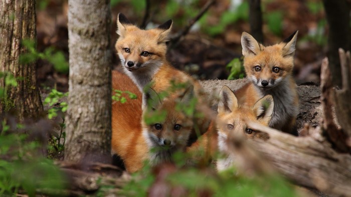 Four Fox Cubs in Forest