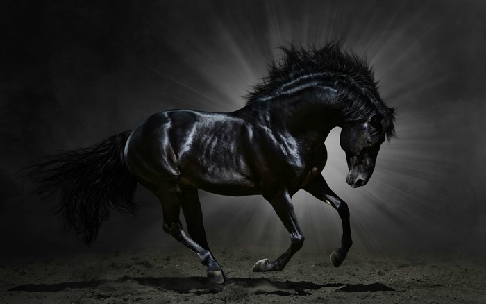 Black horse with rays of light