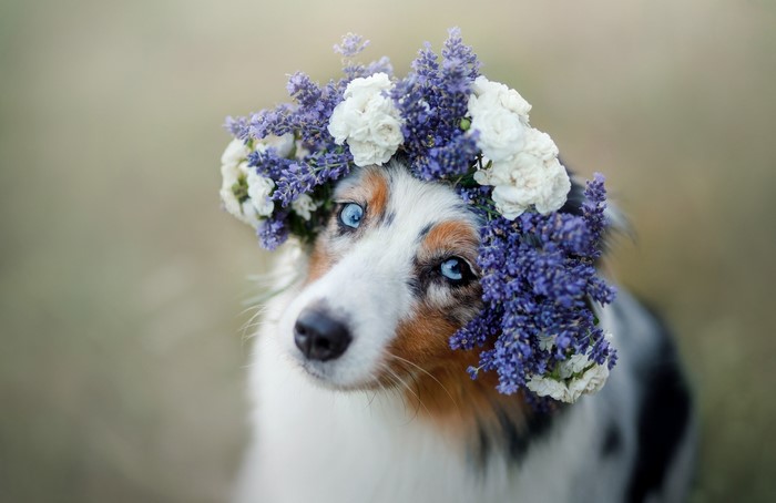 Australian Shepherd with Floral Wreath