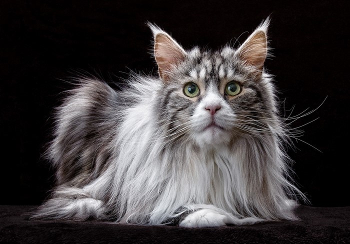 Maine Coon cat with green eyes on black background