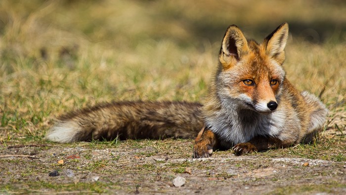 Red Fox Lying Down