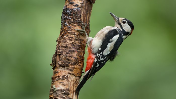 Great Spotted Woodpecker on a Tree Trunk