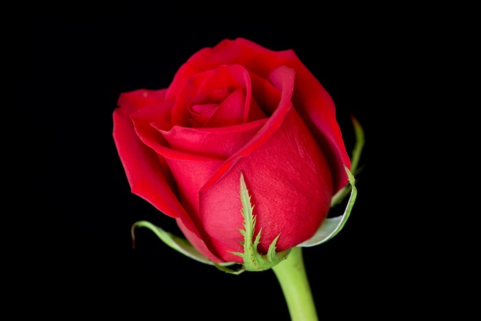 Red rose with green stem on black background
