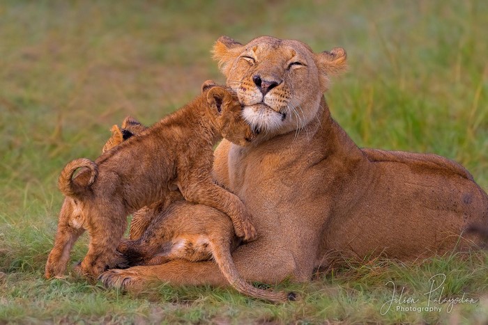Lioness with Cubs in Grass