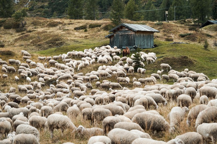 Herd of Sheep in Mountain Grasslands