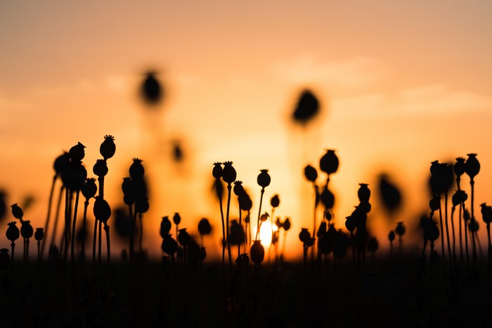 Poppy seed pods silhouette at sunset