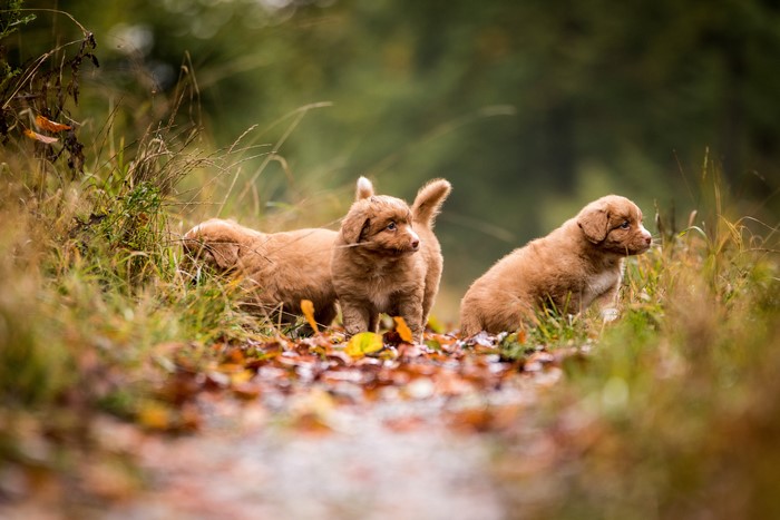 Nova Scotia Duck Tolling Retriever Puppies on a Trail