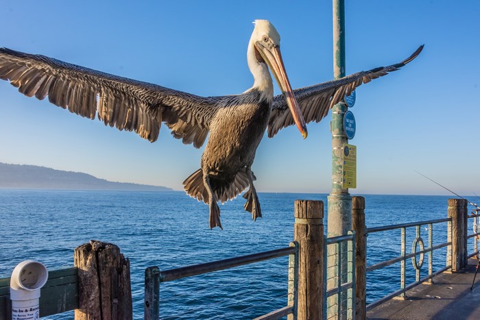 Pelican with wings spread on a pier