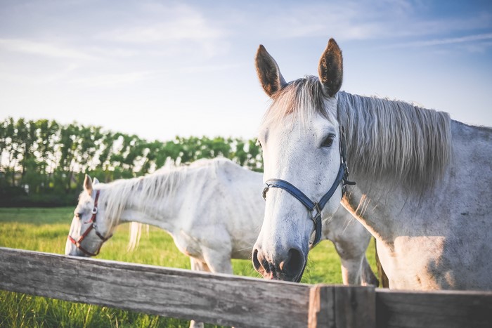 Two white horses in a field at sunset