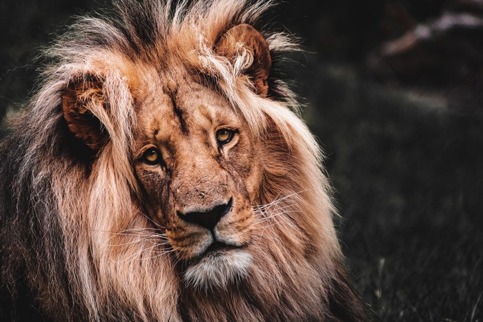 4K Closeup of a Lion's Head