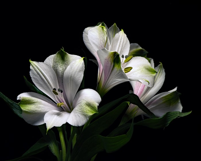 White Alstroemeria flowers on black background