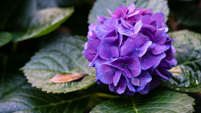 4K Hydrangea Flower