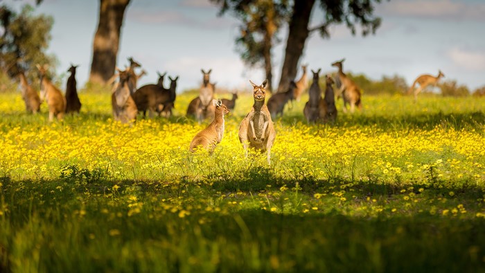 Kangaroos in a field of yellow flowers