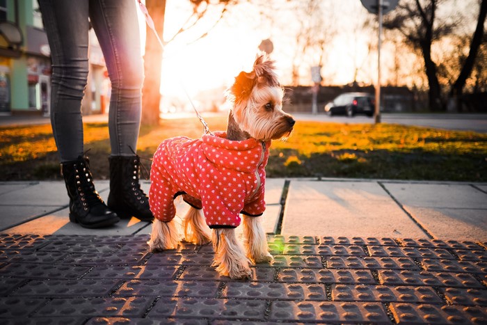 Yorkshire terrier in a red polka dot coat on a leash