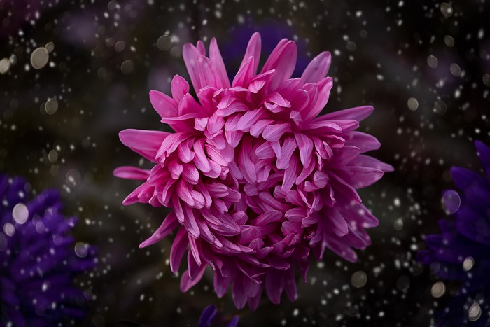 Pink Chrysanthemum with Bokeh
