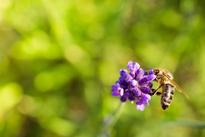 Bee on Lavender Flower with Bokeh Background