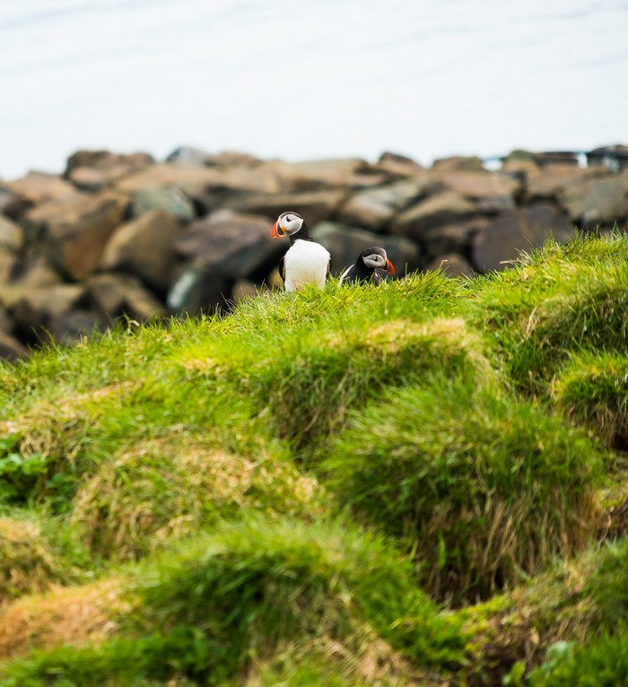 Two puffins on a grassy cliff with rocks behind