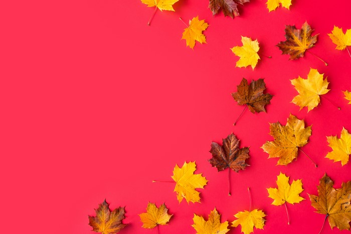 Maple leaves on a red background