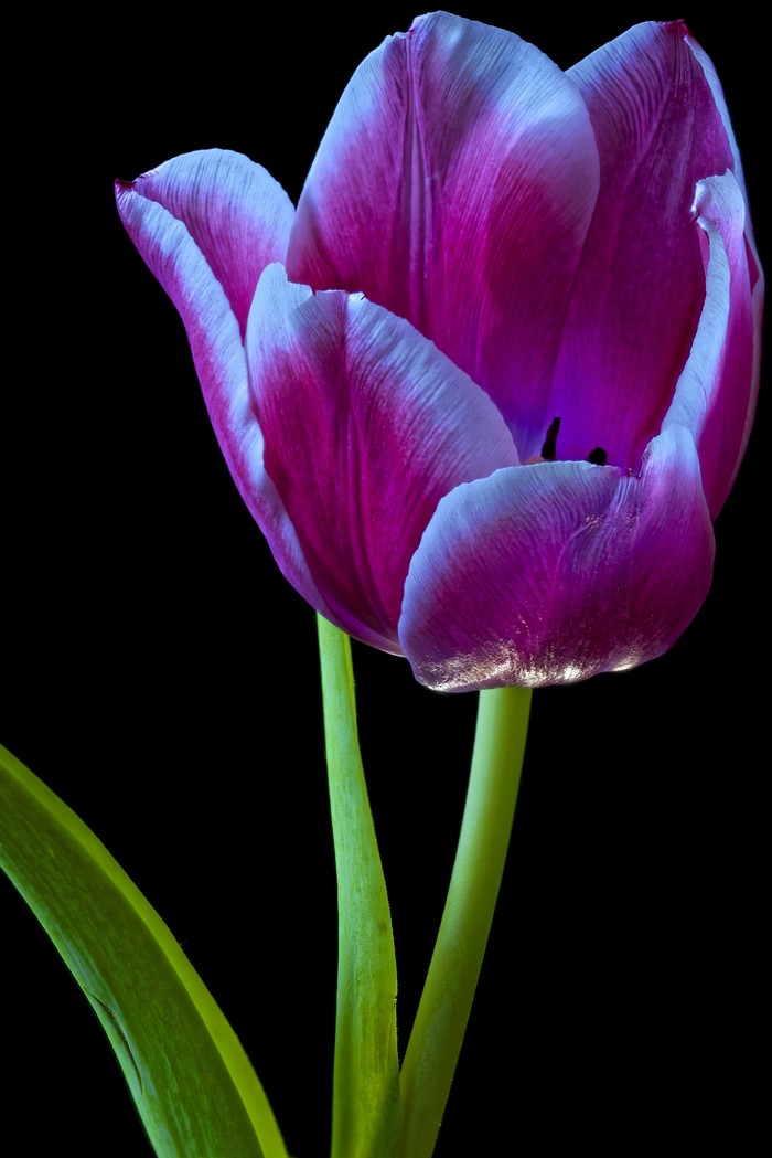 4K Closeup of a Purple and White Tulip on Black Background