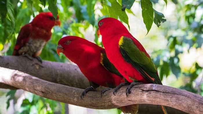 Three Red Lorikeets on a Branch