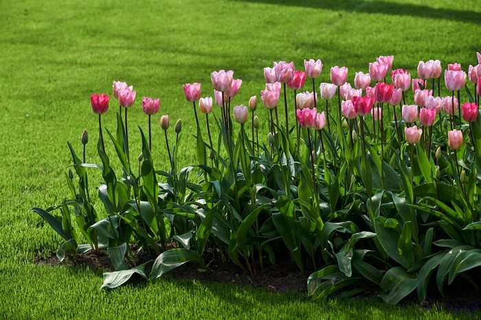4K Tulips in a Garden