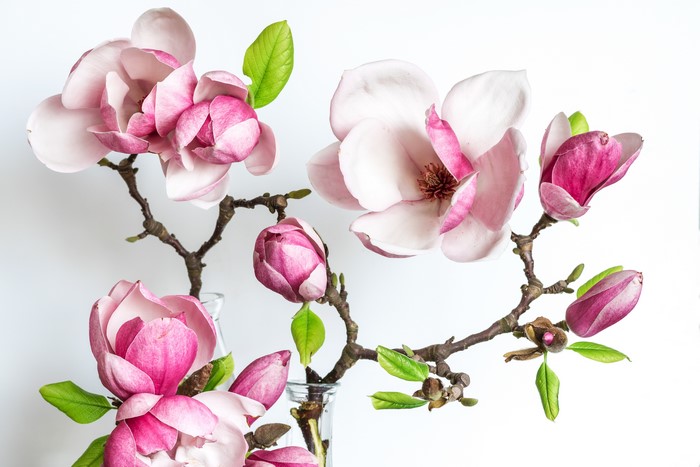 4K Magnolia Branches with White Background