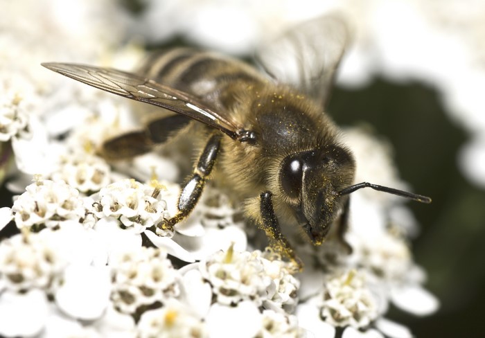 4K Closeup of a Bee on White Flowers