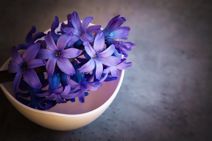 Purple Hyacinths in a Bowl
